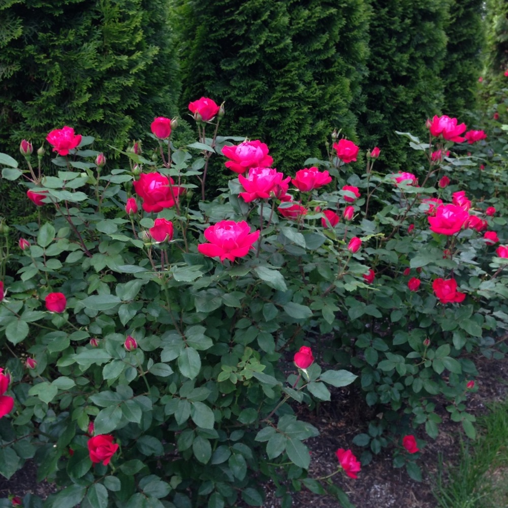 Meet your Posher, Christine